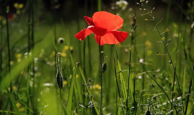 classe nature coquelicot