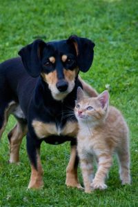 animal de compagnie chat et chien