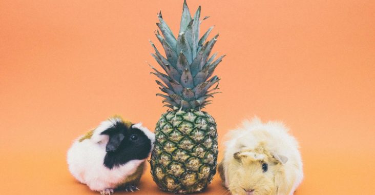 petites bêtes cochons d'inde ananas