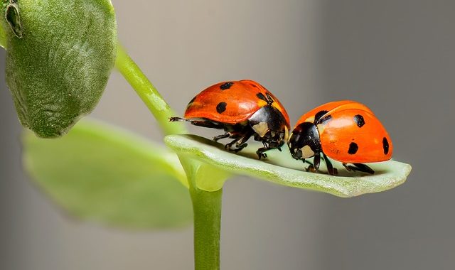 insectes coccinelles